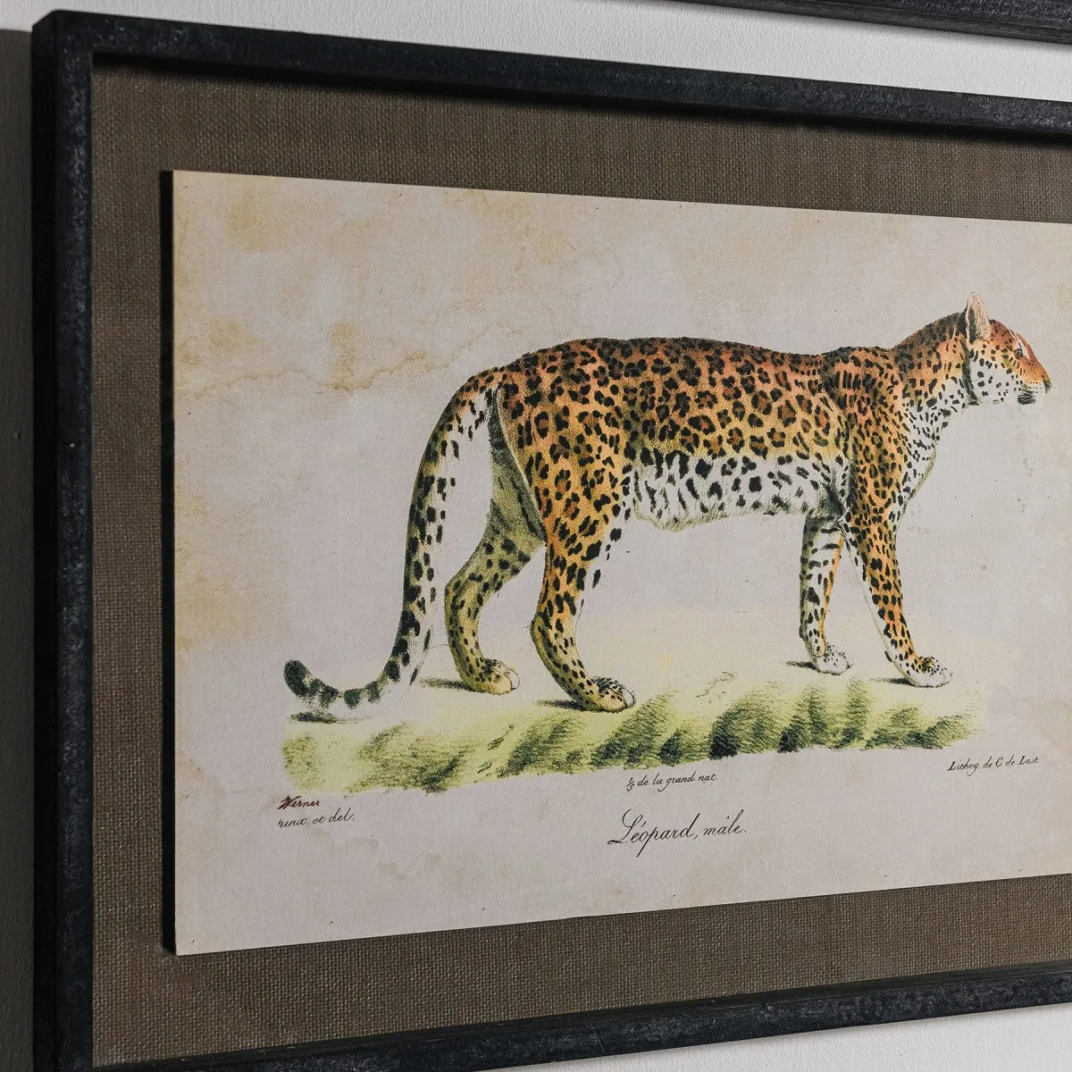 Brockby Set of Two Framed Leopard Wall Art 50cm