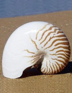 Giant Tiger Nautilus Shell